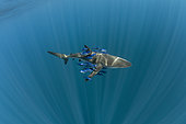 Silky shark (Carcharhinus falciformis), with Pilot fish (Naucrates ductor) swimming beneath the surface of the ocean. Baja California, Mexico, Pacific Ocean.