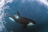 Orcas / killer whales (Orcinus orca) swimming in open water. Baja California, Sea of Cortez (Gulf of California), Mexico, Pacific Ocean.