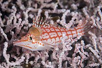 Poisson-faucon à long nez (Oxycirrhites typus) avec Isopodes, Komodo, Indonésie