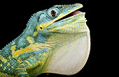 Blue beauty anole (Deiroptyx equestris potior) on black background