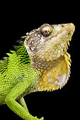 Peruvian Bush Anole (Polychrus peruvianus) on black background