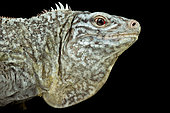 San salvador Rock iguanas (Cyclura rileyi rileyi) female on black background