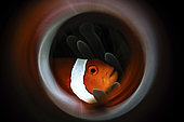 An anemonefish is framed by a ring of fire, Anilao, Philippines.
