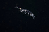 A larval mantis shrimp swims through the black water at night, Anilao, Philippines.