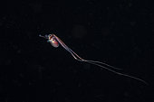 A tiny male blanket octopus, Anilao, Philippines.
