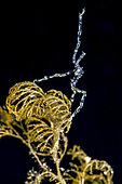 Sea spider, Anilao, Philippines.