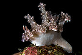 Allen's ceratosoma, Anilao, Philippines.