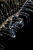 Close-up of tiny Caprella mutica, commonly known as skeleton shrimp or ghost shrimp, but are really Amphipods, Anilao, Philippines.