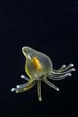 Unknown pelagic in black water, Romblon, Philippines.