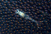 Undescribed shrimp larva on egg sack, Romblon, Philippines.