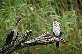 Immature Reed or Long-tailed Cormorant (Microcarbo africanus), Kosi Bay. KwaZulu Natal. South Africa