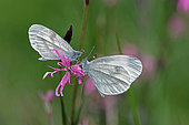 Moroccan Orange Tip (Leptidea sinapis) on Ragged robin (Silene flos-cuculi) flower, profile, view, Gers, France