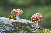 Amanites tue-mouches (Amanita muscaria) in the Bois noirs forest, Livradois-Forez Regional Nature Park, Auvergne, France