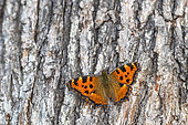 Small Tortoiseshell (Aglais urticae) on a cut oak trunk on the ground in a Bourbonnais forest, Auvergne, France