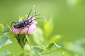 Capricorn beetle (Cerambyx scopolii) mating on Dog rose (Rosa canina), Bocage bourbonnais, Auvergne, France