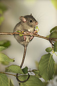 Young black rat (Rattus rattus) eating hazelnut leaves, Auvergne, France