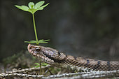 Portrait of an asp viper (Vipera aspis) in the forest in spring, Auvergne, France