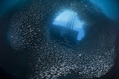Massive school of millions of sardines with boat on the surface visible through a window within the school, Cebu, Philippines.