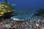 Resting whitetip reef shark over field of pink porites coral, Cocos Island, Costa Rica.