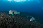 Several bumphead parrotfish (Bolbometopon muricatum) swimming over black sand near the Liberty Wreck in Tulamben, Bali, Indonesia.