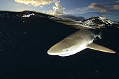 Blacktip reef shark, Yap, Micronesia.