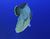 Humphead wrasse, Red Sea, Egypt.