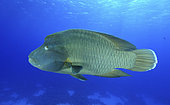 Humphead wrasse, Red Sea, Egypt.