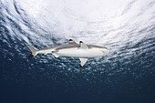 Blacktip reef shark, Yap, Micronesia.