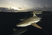 Blacktip and grey reef sharks, Yap, Micronesia.