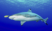 Blacktip reef shark, Yap, Micronesia.
