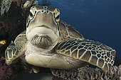 Close-up view of a green turtle (Chelonia mydas) resting on a reef top in Komodo National Park, Indonesia.