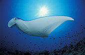 Side view of a giant oceanic manta ray (Mobula birostris) with sunburst in the background, Maldives.