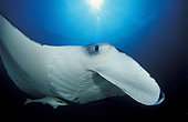 Giant oceanic manta ray (Mobula birostris), close-up facial view, South Ari Atoll, Maldives.