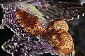 Mating Flamingo Tongue Snail on a purple sea fan, Bonaire, Caribbean Netherlands.