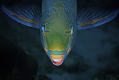 Queen Parrotfish feeding on algae, Bonaire, Caribbean Netherlands.
