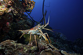 A common spiny lobster backs his way into the protection of the reef, Bonaire, Caribbean Netherlands.