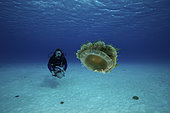Scuba diver on her underwater propulsion vehicle getting a close-up look at an upside-down jellyfish, Bonaire, Caribbean Netherlands.
