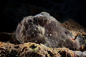 Longlure Frogfish, Bonaire, Caribbean Netherlands.