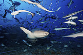A Tawny Nurse Shark (Nebrius ferrugineus) swims away after eating some fish scraps, Fiji.