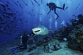 A large Lemon Shark gulps down a large tuna head in front of a crowd of divers, Fiji.