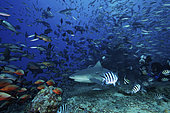 An underwater photographer takes a picture of a large bull shark surrounded by hundreds of reef fish, Fiji.