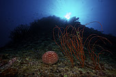 A large Pin-Cushion Sea Star (Culcita novaeguineae) beside some beautiful sea whips on a deep reef off the coast of Fiji.