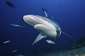 A large silvertip shark comes in close to look at the photographer, Fiji.