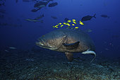 Fiji - Giant grouper (Epinephelus lanceolatus) has a school of golden trevally (Gnathanodon speciosus) using its size for protection while hundreds of other fish swim about during a shark feed. The giant grouper is the largest bony fish in the world, and can grow up to 2.7m and 600kg.