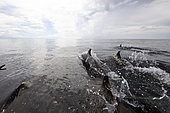 Bottlenose dolphins breach the surface in front of the boat, Papua New Guinea.