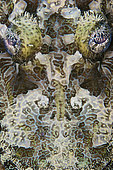 Detailed close-up view of a Crocodilefish face, Papua New Guinea.