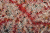 Gorgonain fan with polyps out feeding, Papua New Guinea.