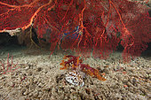 A large red gorgonian sea fan and large tiger cowrie (Cypraea tigrisis), Beqa Lagoon, Fiji.