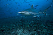 Silvertip shark (Carcharhinus albimarginatus) at The Bistro Dive site in Fiji.