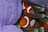 Pair of Clown Anemonefish, Indonesia.